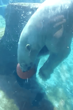image.gif.6ec123b9514490d4900deb7e7d33100d.gif