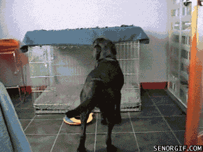 image.gif.738112e1119d31e7e9df2f23795790ef.gif