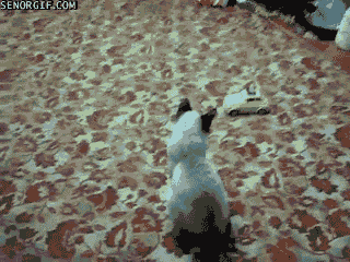 image.gif.a94478f91417f84d7af8113346e136c9.gif