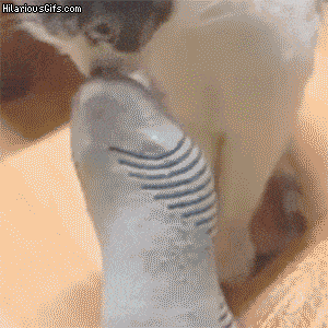 image.gif.c3e4ab9341ce28e47bff5b220b6dfb6a.gif