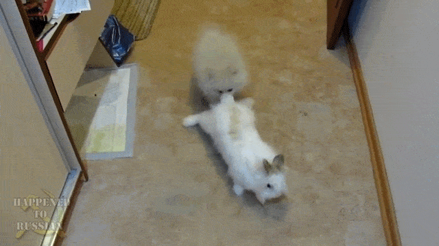 image.gif.c59ea067b0fdb984b1e80d825d793f14.gif