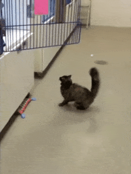 image.gif.d104e9523c1dbe731fcb6fa16d9e52b5.gif