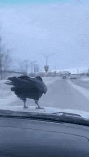 image.gif.f7c4e3d89a70386c936786797c86a8b4.gif