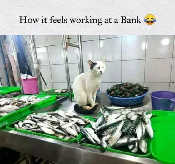 image.jpeg.650b8d8361be9e6f88e8488a4541c81e.jpeg