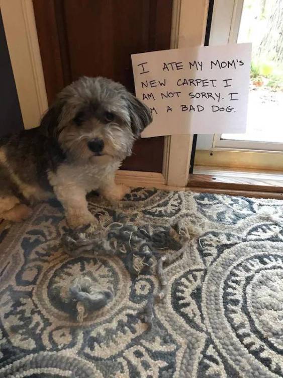image.thumb.jpeg.35053d9f535b82ce9648ed9a52955078.jpeg