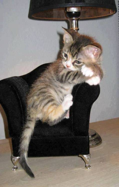 image.thumb.jpeg.41f6c3be26466d78a3df2de7e9a6c9ff.jpeg