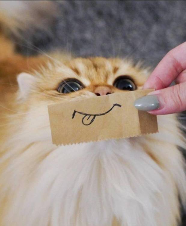 image.thumb.jpeg.ba3bc12e1edbc7c14228f5dc7f393f6c.jpeg