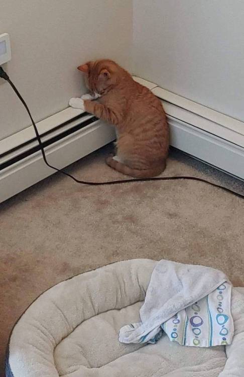 image.thumb.jpeg.c72954f0294f0c47121a66653ccaf2b7.jpeg