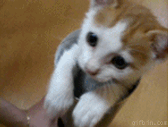 1774953064352673979377004155873.gif