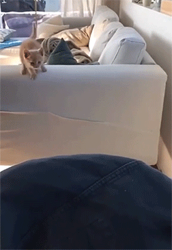 17749741445626079374548295053098.gif