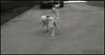 image.gif.070762895d40ae73db12a9310e75d0cc.gif
