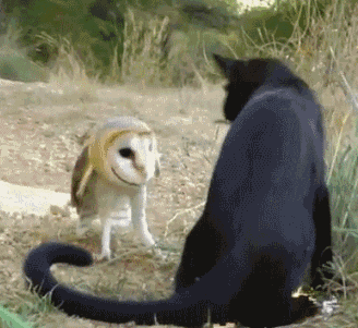 image.gif.253857152bdfb0e45858abdc210ef657.gif