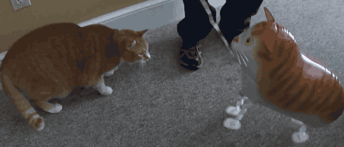 image.gif.4b392d766a6468c4364f20c58ea5981b.gif