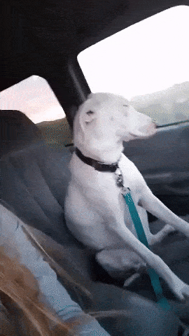 image.gif.abce327d7f890b20b36381b4218a984e.gif