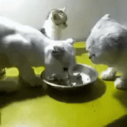 image.gif.b865566c4956d6efd86a480d80bf3cc4.gif