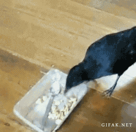 image.gif.fce7204b8a6c3d8dd47ed5ae49140f35.gif