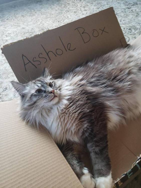 image.thumb.jpeg.33e318a6e30e11ad7c918332074a45b6.jpeg