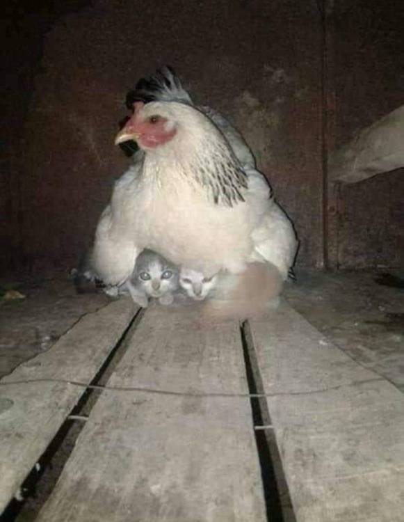 image.thumb.jpeg.7afccf1c7e745150f091283e4f984e60.jpeg