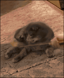 17750201075994884779929070407754.gif
