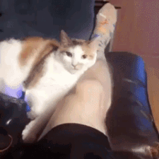 17753924207256710642001424014834.gif