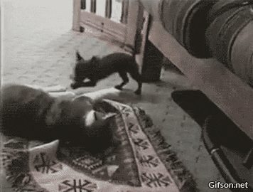 17754518482381113339869374931722.gif