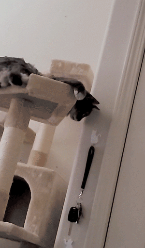 17754714291963128465279300059683.gif