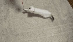 17758469188792998196934906952362.gif