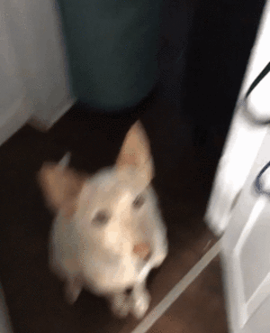17760143817981584752910510111698.gif