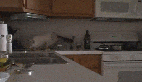 17761047289003170767956365266184.gif