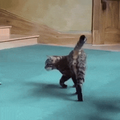 17761065457192389488222941878312.gif