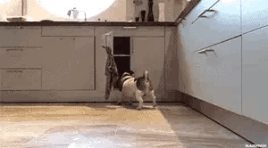 17762374559201811106814332760689.gif