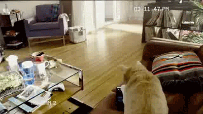 17768532859292486677687479407381.gif