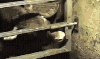 17770451344863577659608658945199.gif