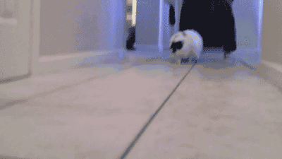 17772211919244660203291153627569.gif