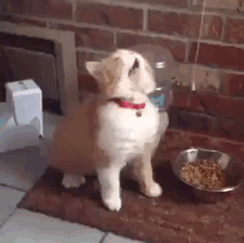 17772214855762547613463531907583.gif