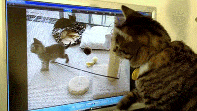 1777540739493465860467639606424.gif
