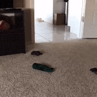 17778218965304338633280101509117.gif