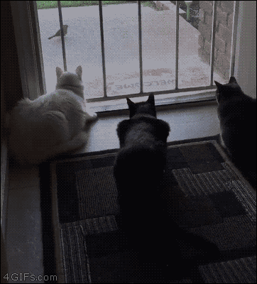 17778267687894277506047028292234.gif