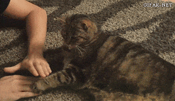 17784325800842869534922166396516.gif