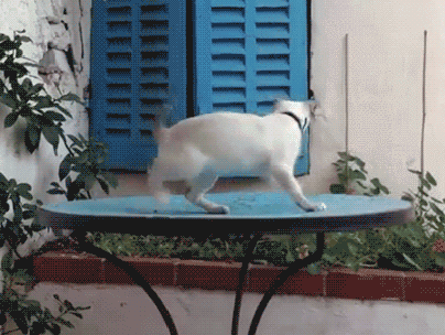17790353025871987991394396323209.gif