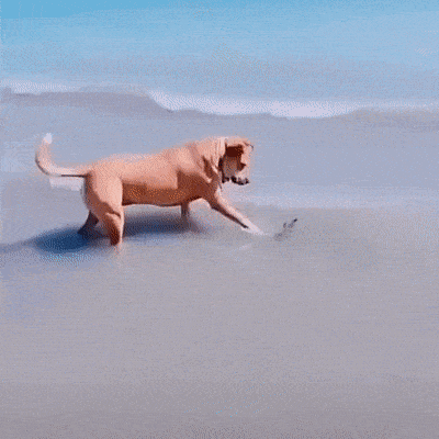 17791647036762049559843332005347.gif