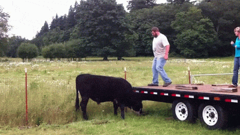 17795210583308277304332237578343.gif