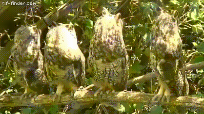 17796541685957680082736522184698.gif