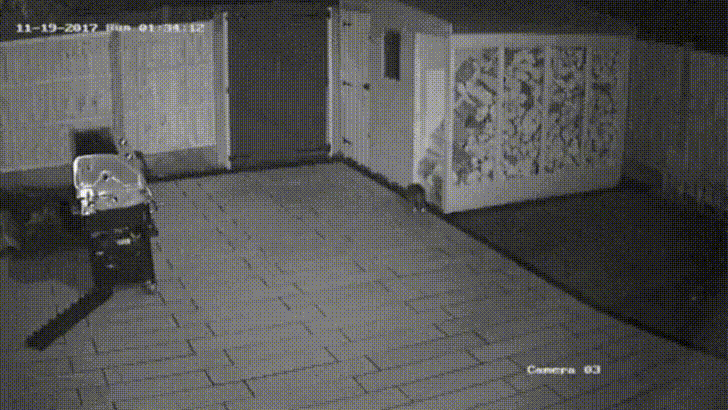 17803307942455452274337446751663.gif