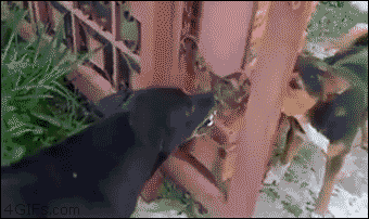 17845658790851108451734187847763.gif