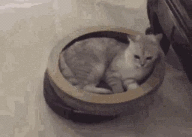 17859325583224649689611757398936.gif