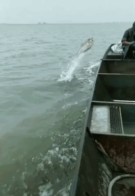 17864551192343638568738070931039.gif