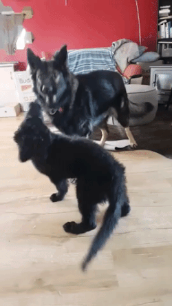 17864587299855797375216450370587.gif