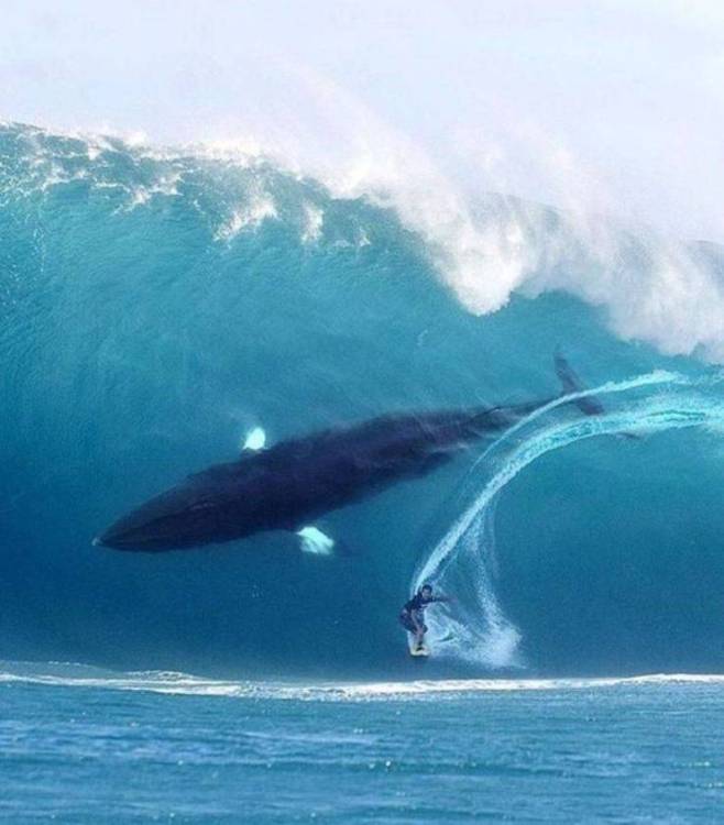 17870292936747560300860130553213.jpg