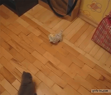 17890314266083640717165556418037.gif